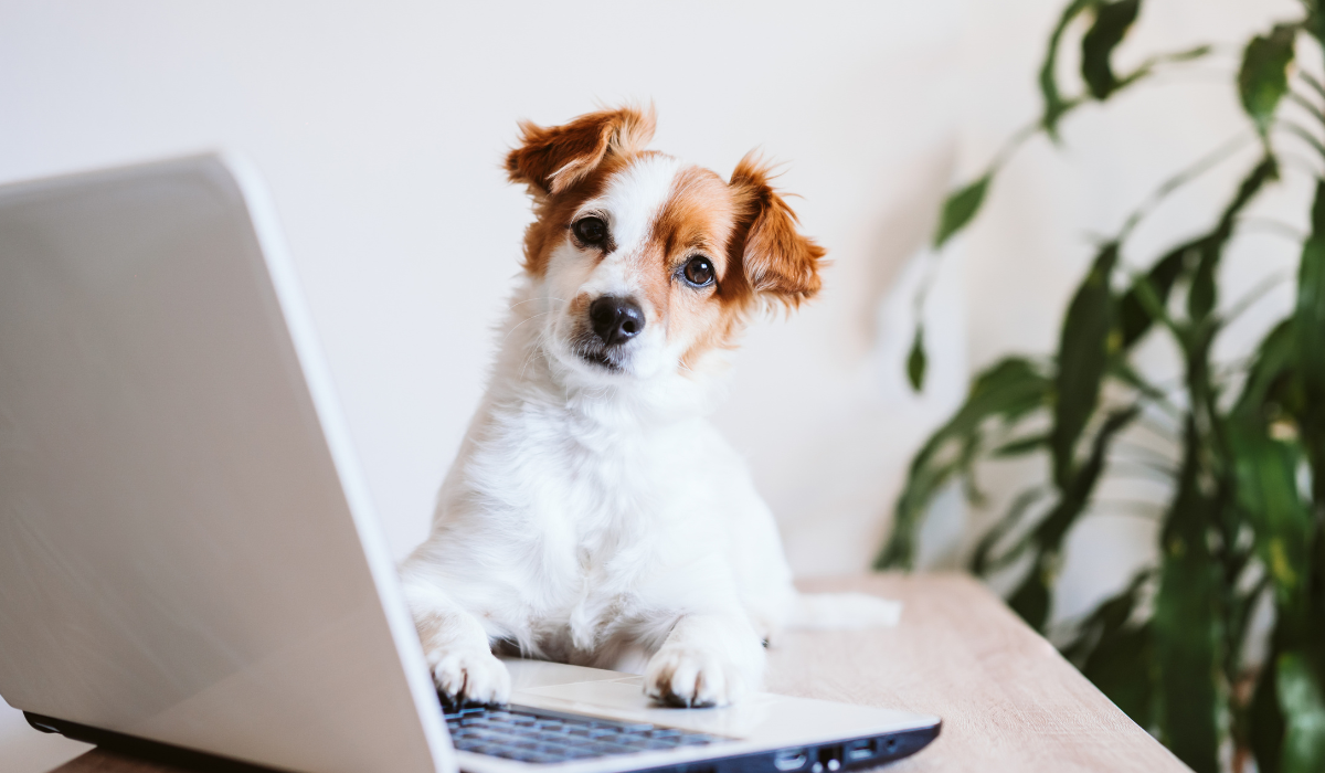 The Science of Functional Dog Treats